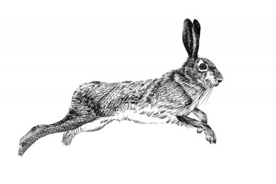 Croquis noir et blanc de lapin en cours d'exécution
