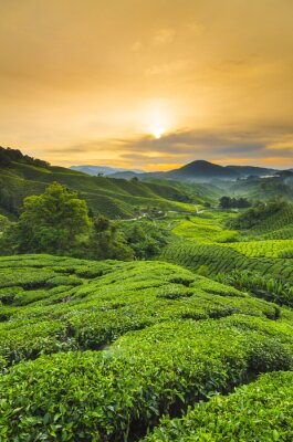 Poster  Culture du thé en Malaisie
