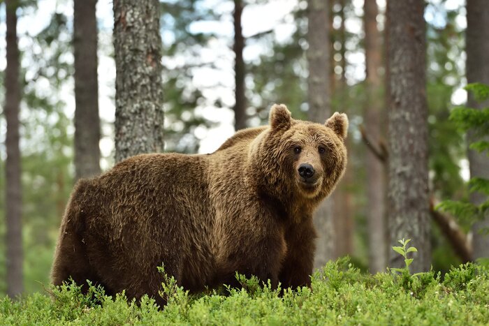 Poster  cute brown bear in forest. bear in forest landscape.