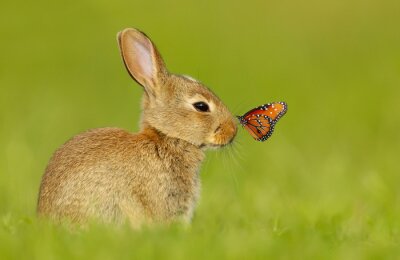 Poster  Cute little rabbit with a butterfly on nose