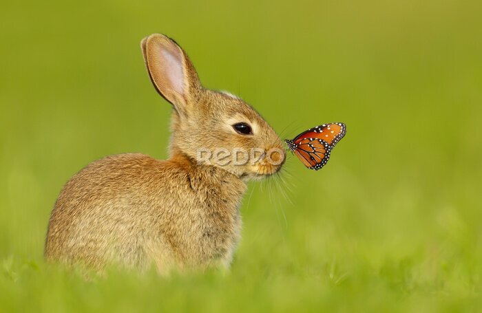 Poster  Cute little rabbit with a butterfly on nose