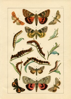 Poster  Cycle de développement des papillons