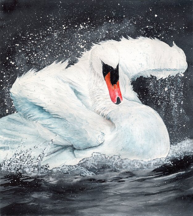 Poster  Cygne sur le lac