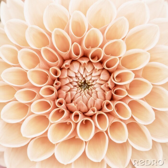 Poster  Dahlia orange - perspective macro
