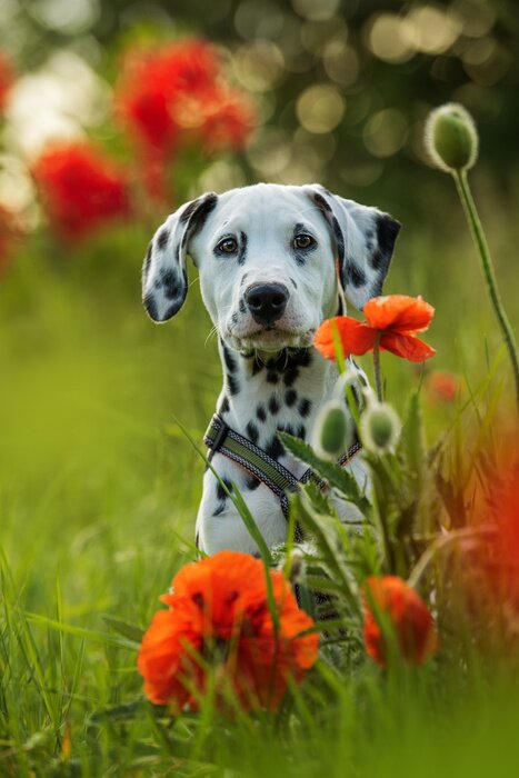 Poster  Dalmatien dans le pré
