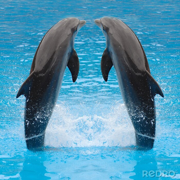 Poster  Dauphins animaux marins
