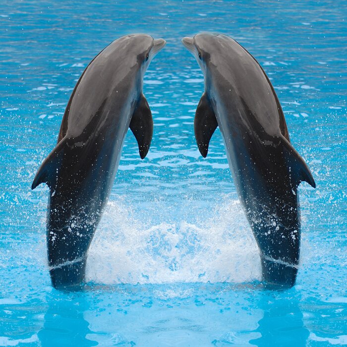 Poster  Dauphins animaux marins