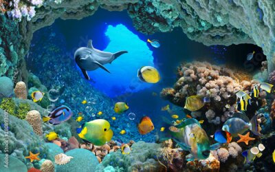 Dauphins des récifs coralliens