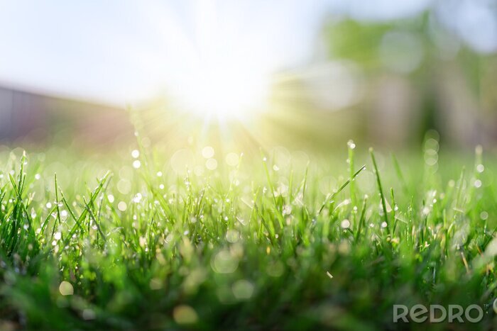 Poster  De l'herbe avec de la rosée le matin