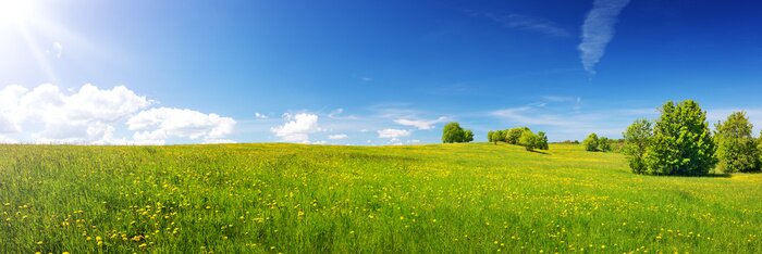 Poster  De l'herbe dans un paysage idyllique