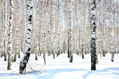 De la neige dans un bosquet de bouleaux