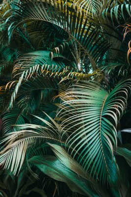 Poster  Deep dark green palm leaves pattern. Vertical, creative layout