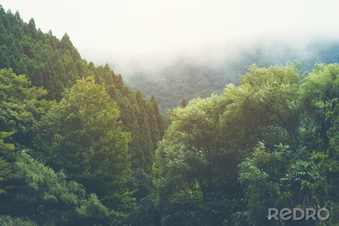 Poster  Des arbres dans la brume