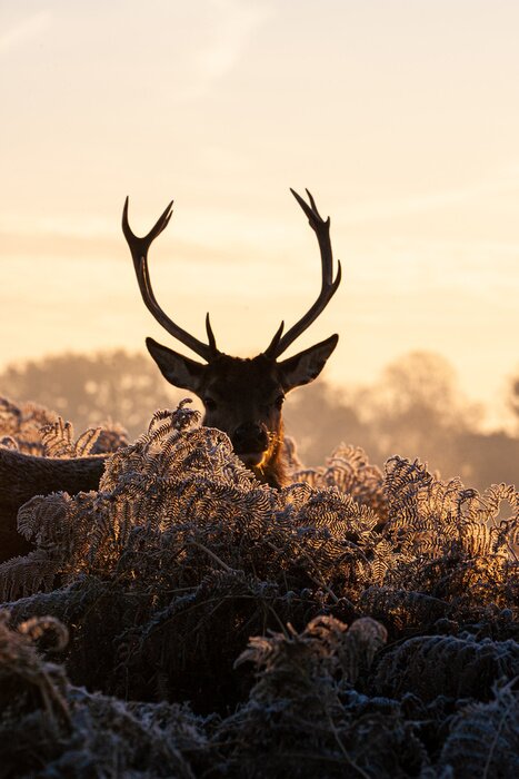 Poster  Des cerfs se promenant en hiver dans un parc de Londres