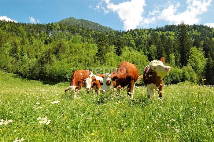 Poster  Des charmantes vaches dans une prairie verte pour les enfants