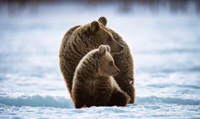 Des ours couhés sur la neige