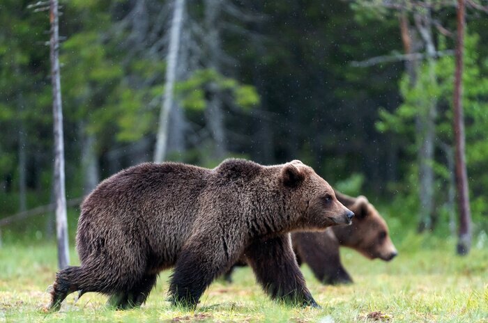 Poster  Des ours marchant dans la forêt