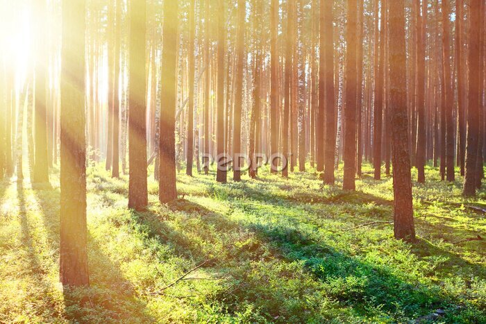 Poster  Des rayons de soleil filtrent entre les arbres de la forêt
