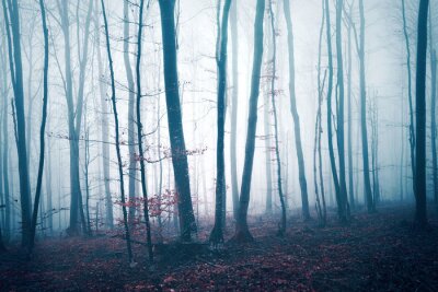 Des troncs d'arbres dans le brouillard