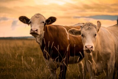 Des vaches avec un coucher de soleil en arrière-plan