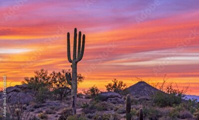 Désert avec des cactus sur fond de coucher de soleil