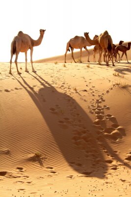 Poster  désert d'Abu Dhabi