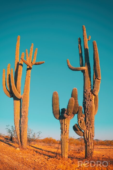 Poster  Desert saguaro cactus - family quite funny cactus tree