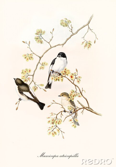 Poster  Dessin avec des oiseaux posés sur des branches couvertes de fleurs