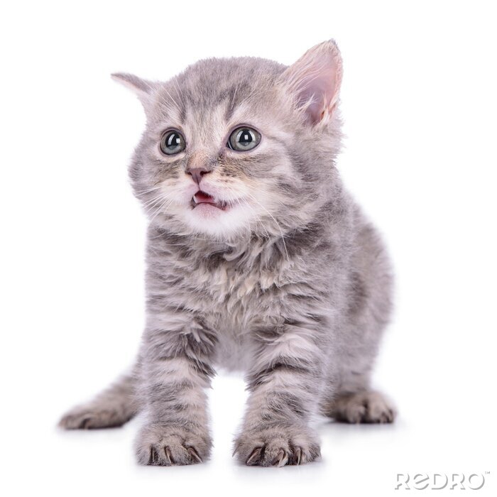 Poster  Dessin avec un petit chat