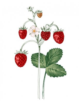 Poster  Dessin avec une branche de fraises