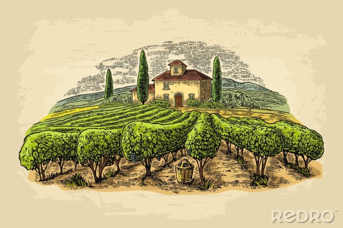 Poster  Dessin avec vignoble en Toscane