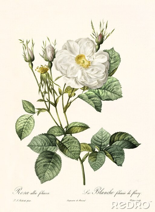 Poster  Dessin botanique d'une rose sauvage