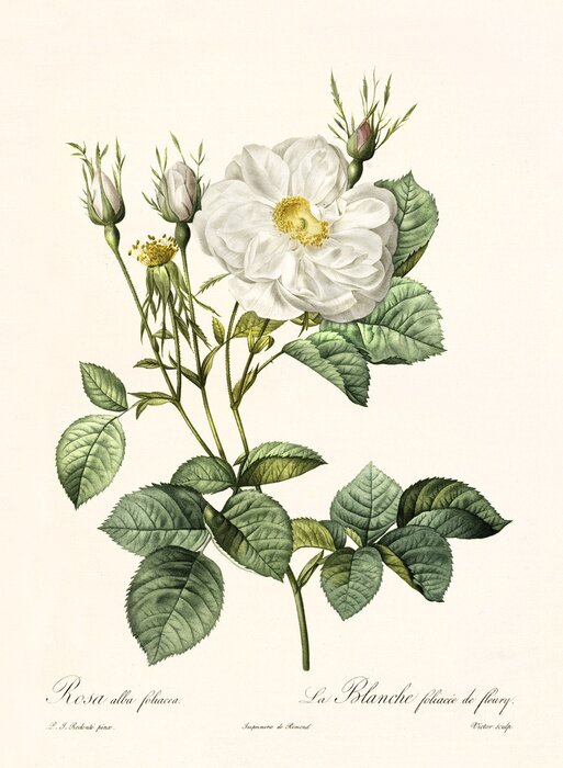 Poster  Dessin botanique d'une rose sauvage