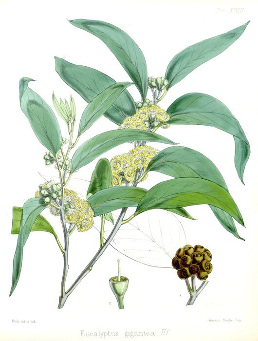 Poster  Dessin botanique de fleurs vertes