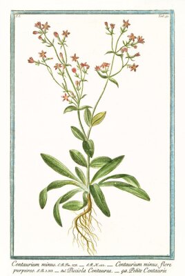 Poster  Dessin botanique de la centaurée commune encadré