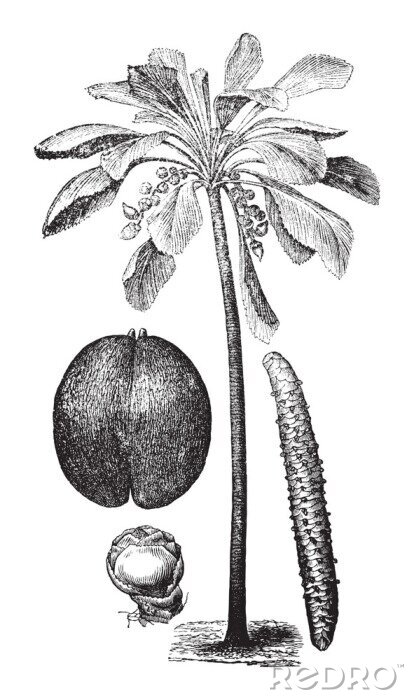 Poster  Dessin botanique en noir et blanc de palmier coco