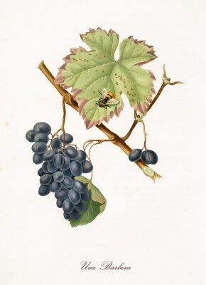 Poster  Dessin coloré d'une grappe de raisins mûrs