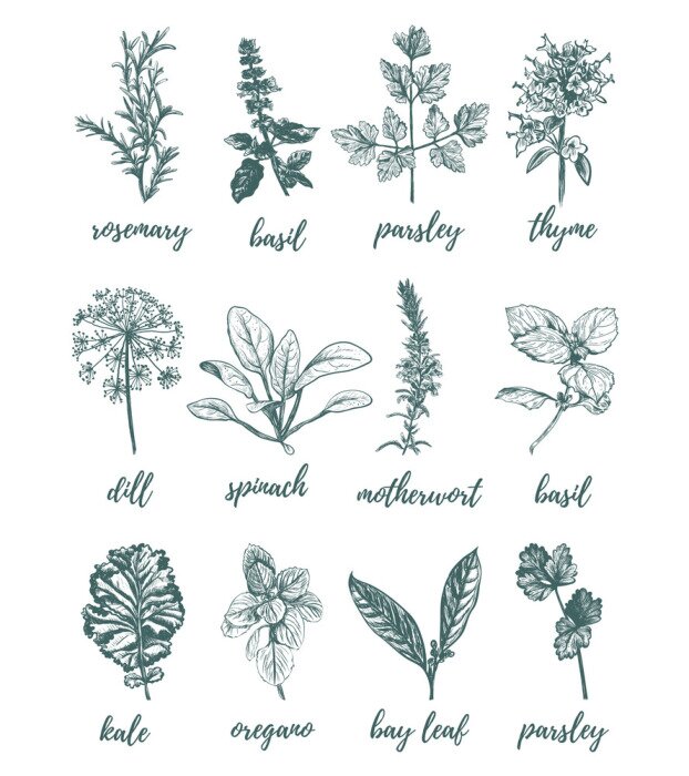 Poster  Dessin d'herbes signées