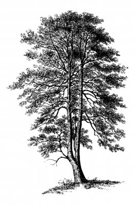 Poster  Dessin d'un arbre unique en noir et blanc