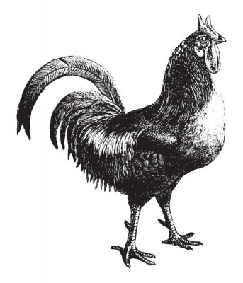 Poster  Dessin d'un coq à deux cornes