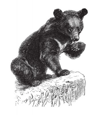 Poster  Dessin d'un ours qui se lèche la patte