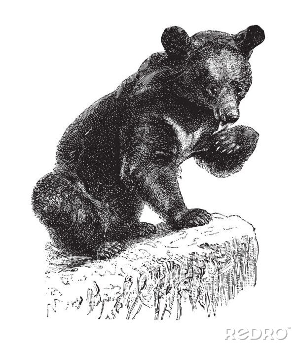 Poster  Dessin d'un ours qui se lèche la patte