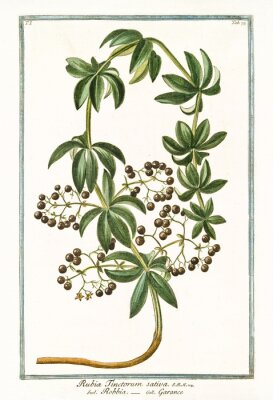 Dessin d'un plante de garance du livre d'atlas botanique