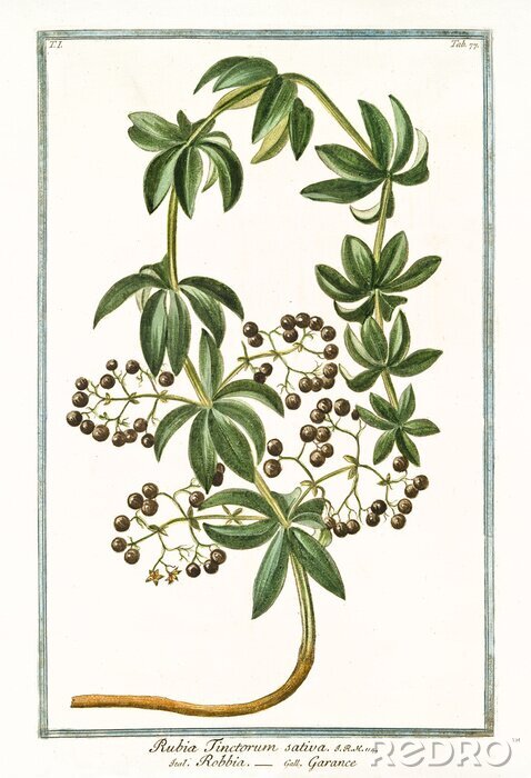 Poster  Dessin d'un plante de garance du livre d'atlas botanique