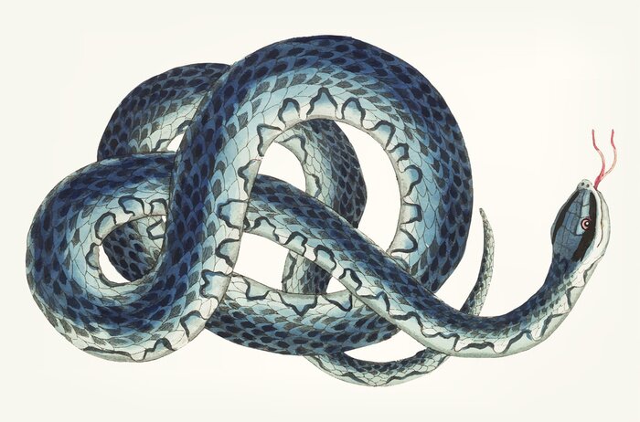 Poster  Dessin d'un serpent bleu