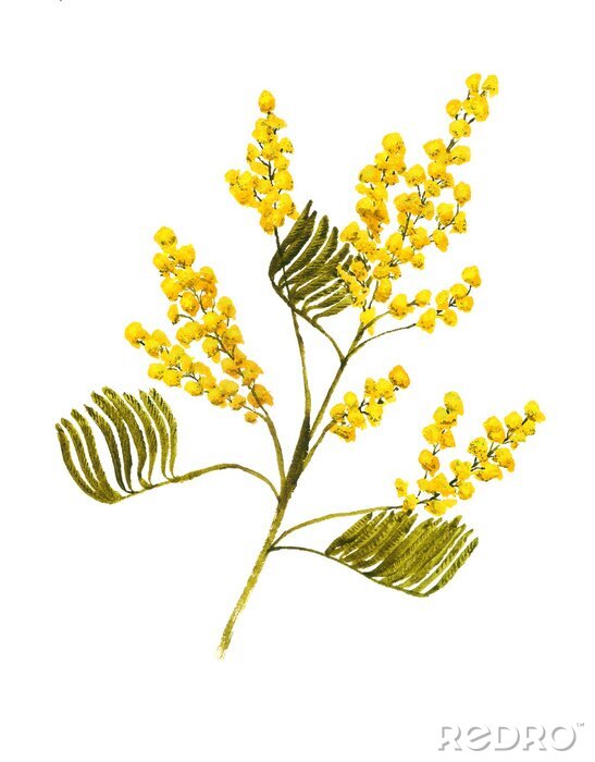 Poster  Dessin d'une seule brindille de mimosa jaune