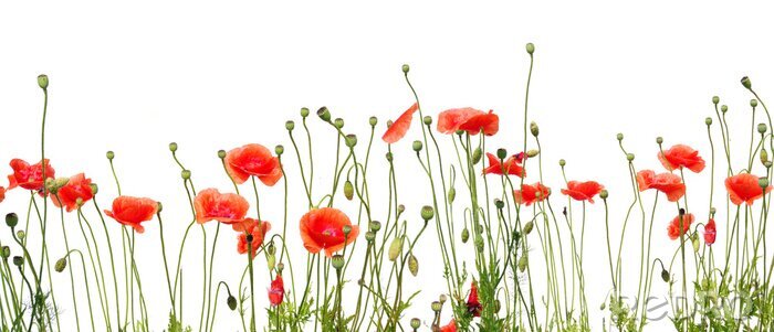 Poster  Dessin de fleurs rouges