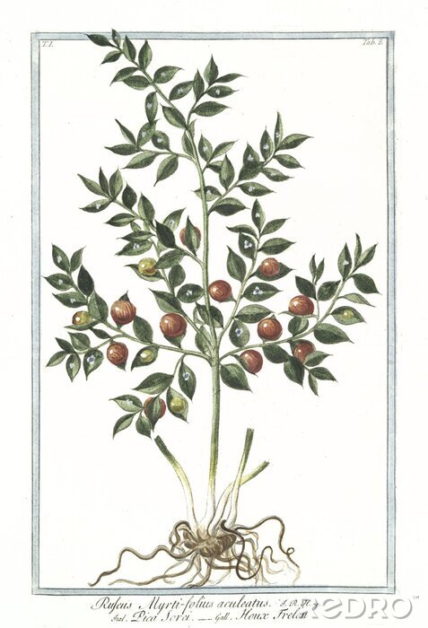 Poster  Dessin de la grande bardane en style botanique