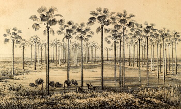 Poster  Dessin de la jungle d'Amérique du Sud