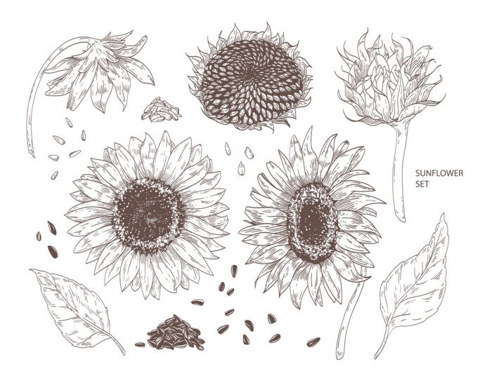 Poster  Dessin de la structure des fleurs de tournesols
